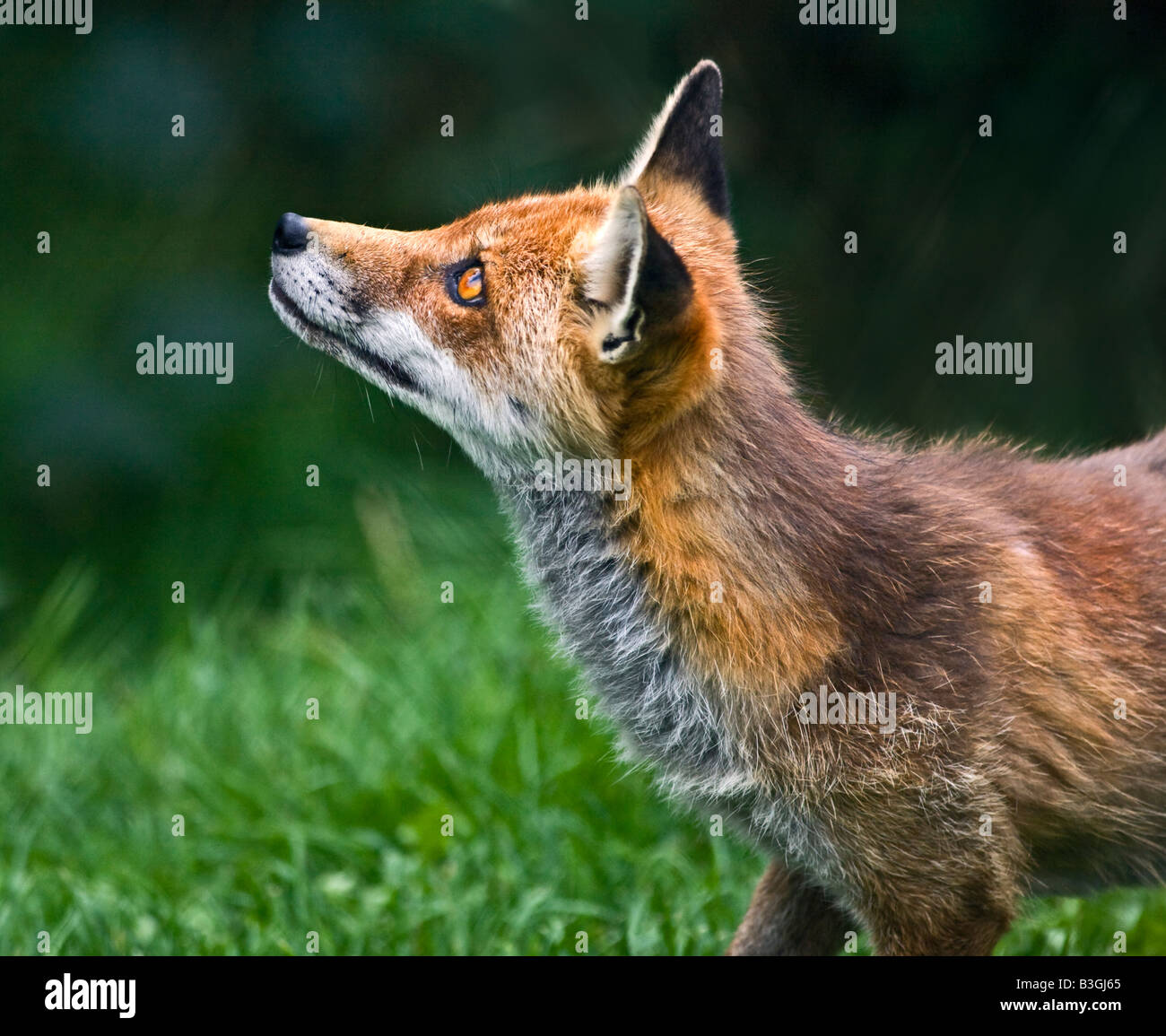 Rosso europeo volpe (Vulpes vulpes) nel profilo, REGNO UNITO Foto Stock