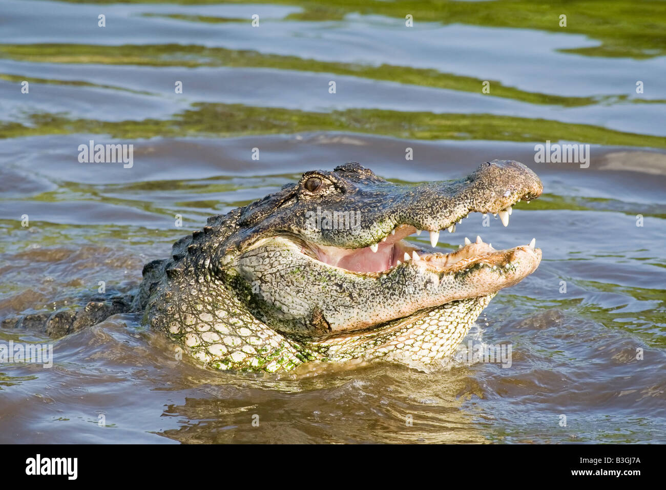 Una chiusura di testa di un coccodrillo americano Foto Stock