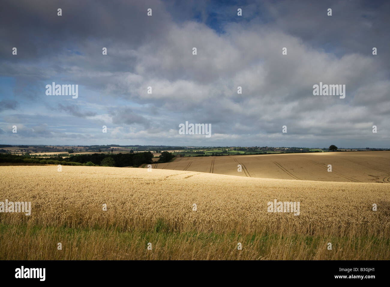 Campo di grano, Brixworth, Northamptonshire, England, Regno Unito Foto Stock