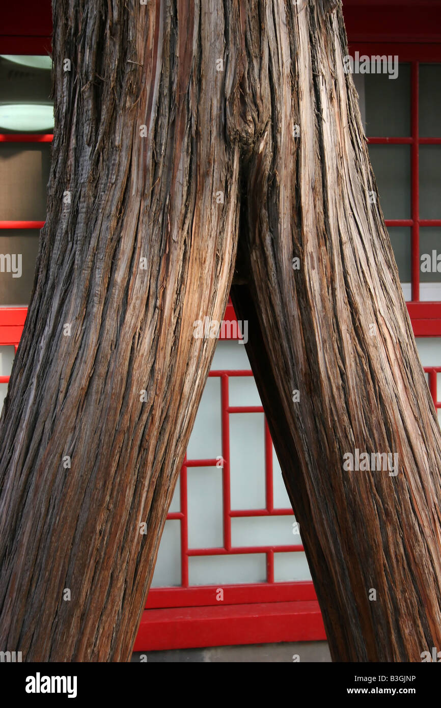 Due diventano Uno, due steli di albero di riunire in una sola. Un albero nei locali della Città Proibita di Pechino, Cina. Foto Stock