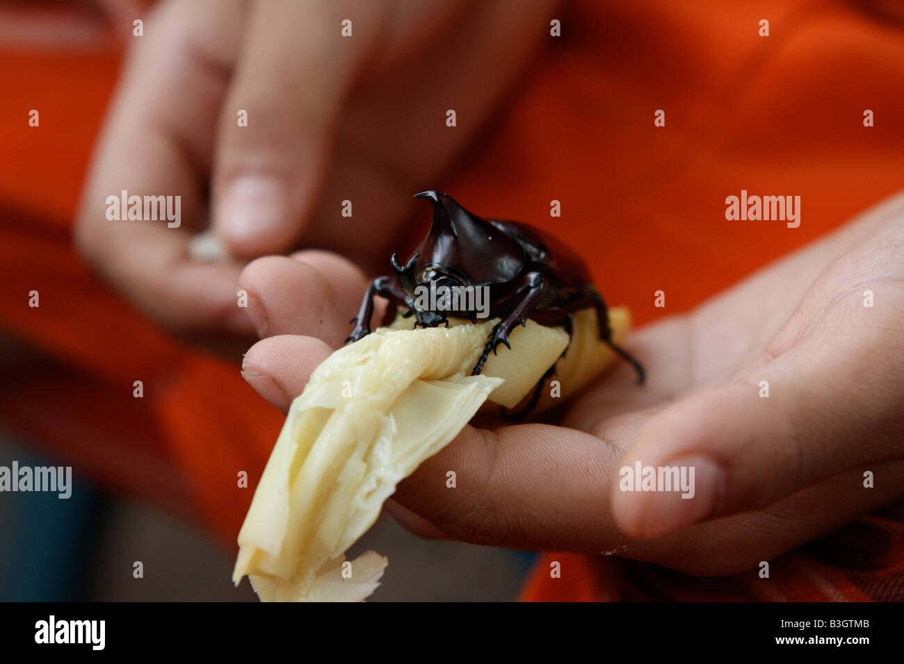 Rhino beetle in una mano del bambino Foto Stock