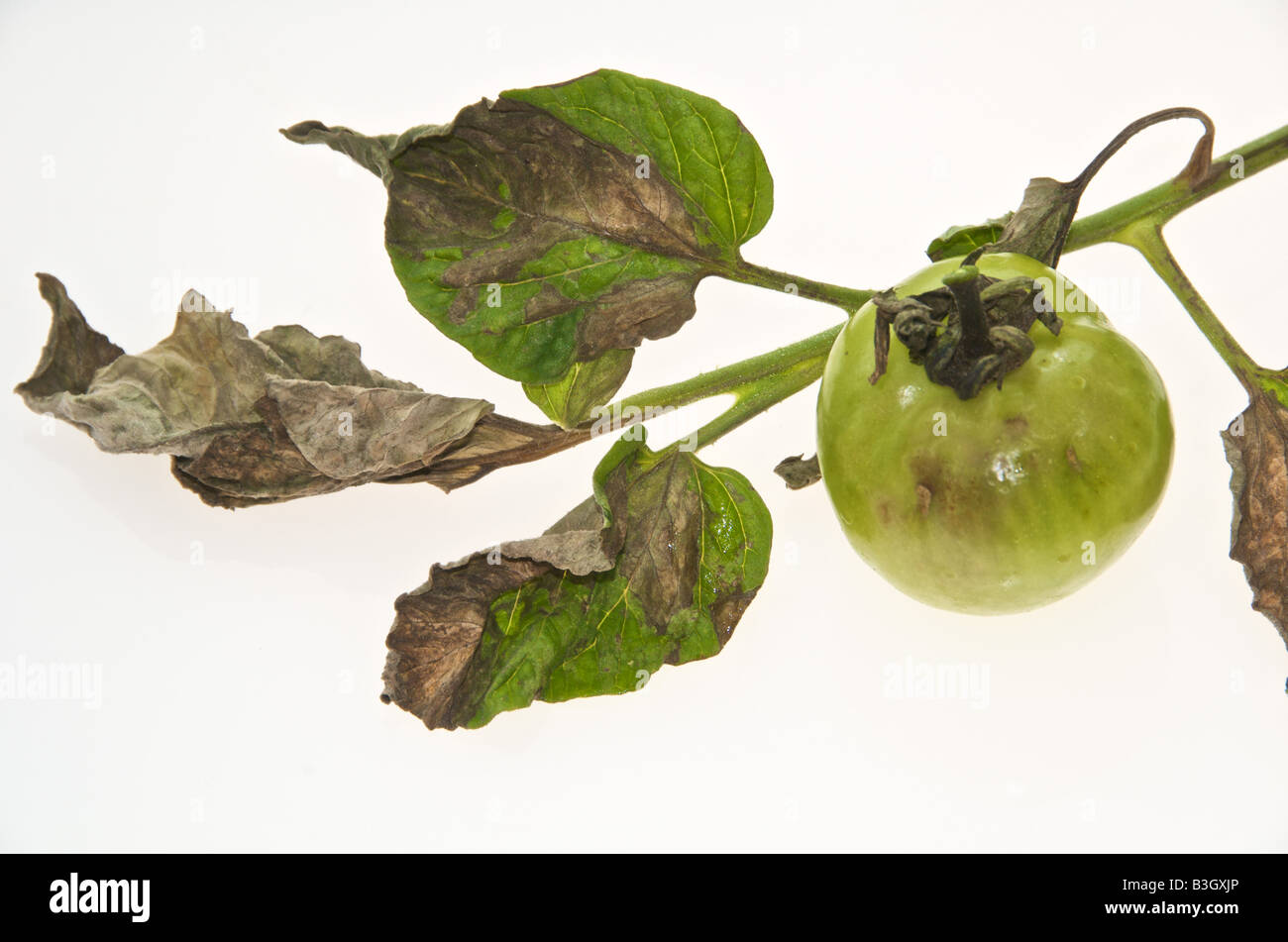 Il pomodoro batterico è causata dal fungo Phytophthora infestans devestates pomodoro e colture di patate Foto Stock
