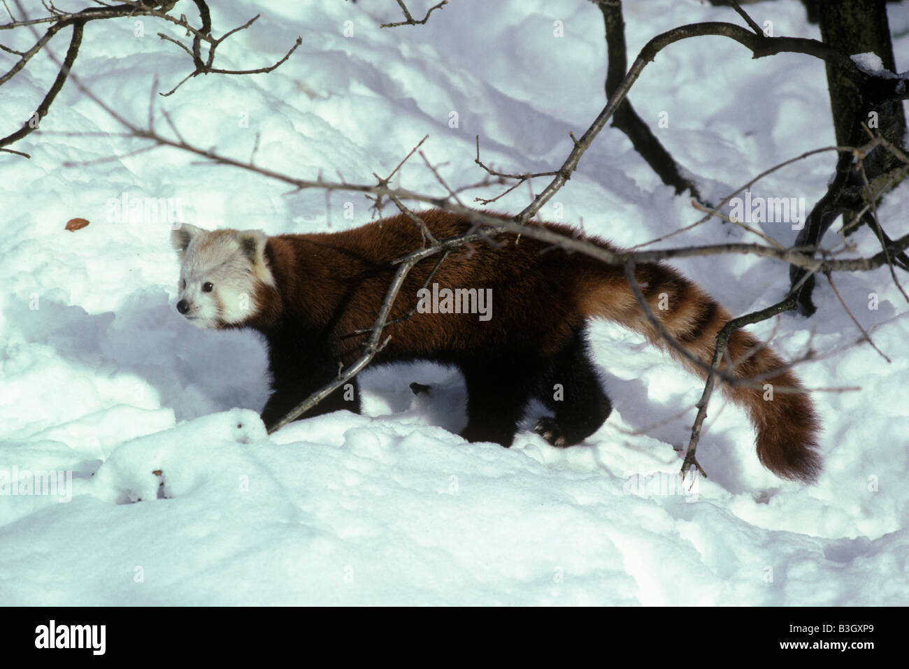 Petit Kleiner Panda Panda Panda rosso panda minore Ailurus fulgens sulla neve animali Asia Asien gatto orso orsi carnivori carnivori Foto Stock