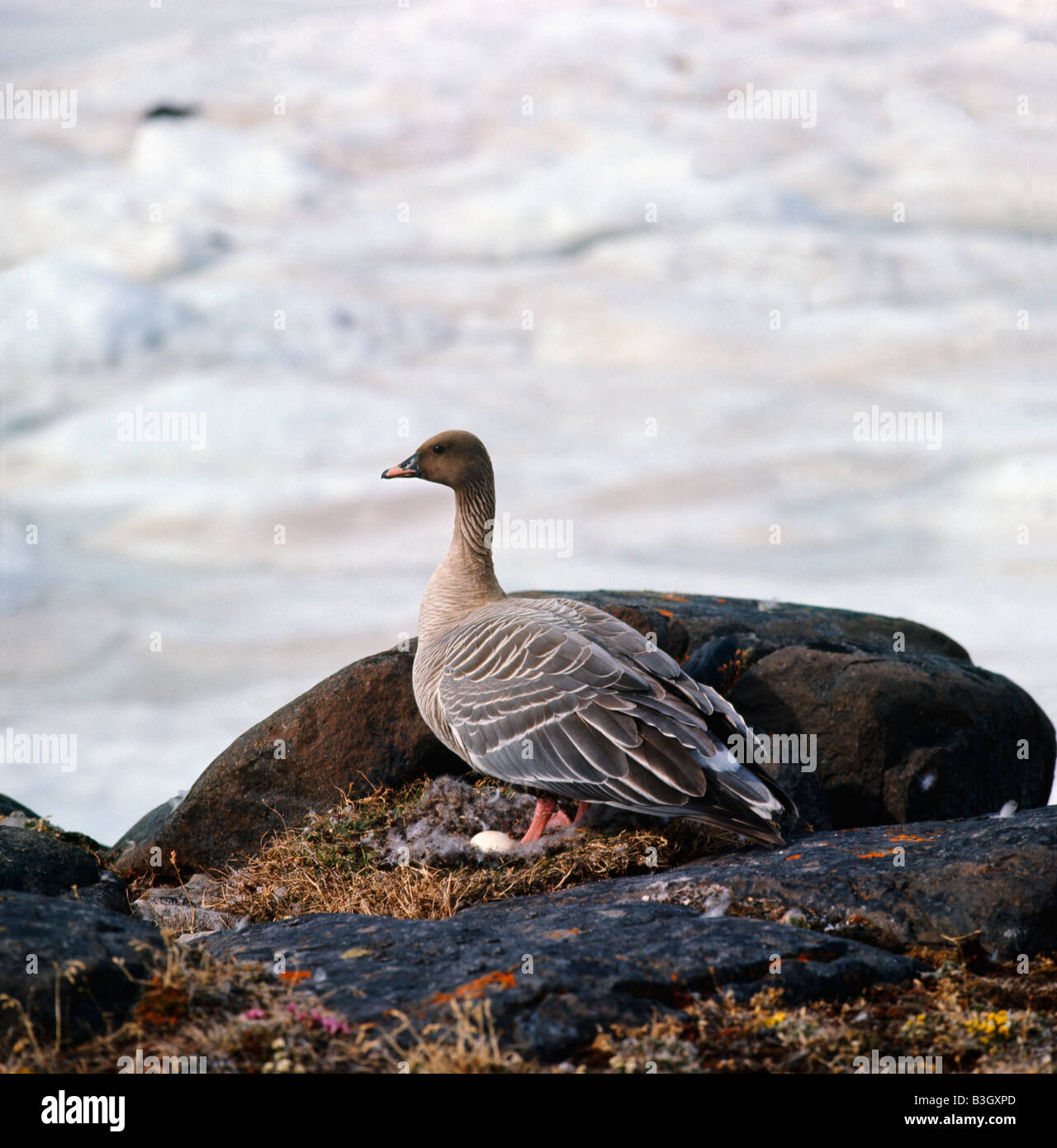 Oie a bec corte Pink footed goose Anser brachyrhynchus solo nesting Animale Animali costruzione costruzioni comportamenti di comportamento Foto Stock