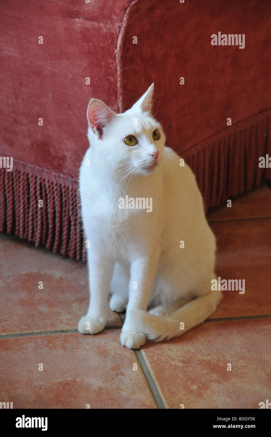 Gatto Bianco vicino al divano Foto Stock