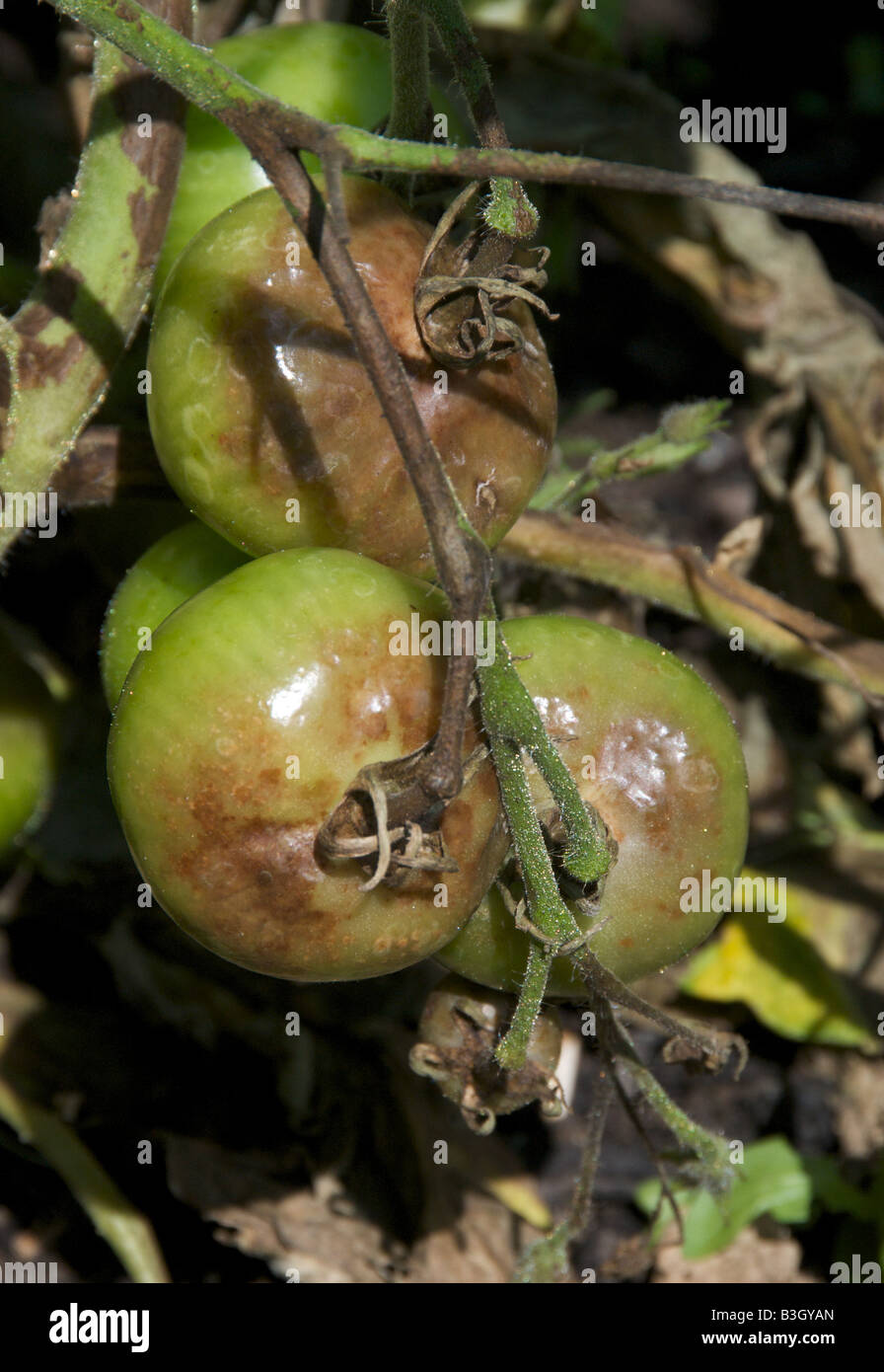 Il pomodoro batterico è causata dal fungo Phytophthora infestans devestates pomodoro e colture di patate Foto Stock