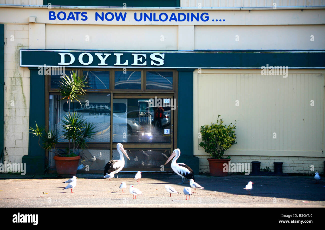 Doyles e pellicani a Sydney i mercati di pesce Foto Stock