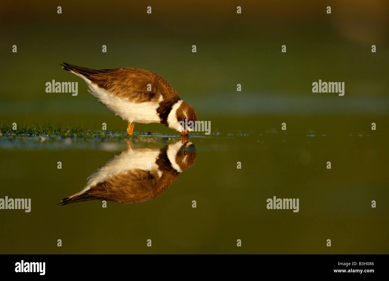 Semipalmated plover Charadrius semipalmatus New York STATI UNITI D'AMERICA estate Foto Stock