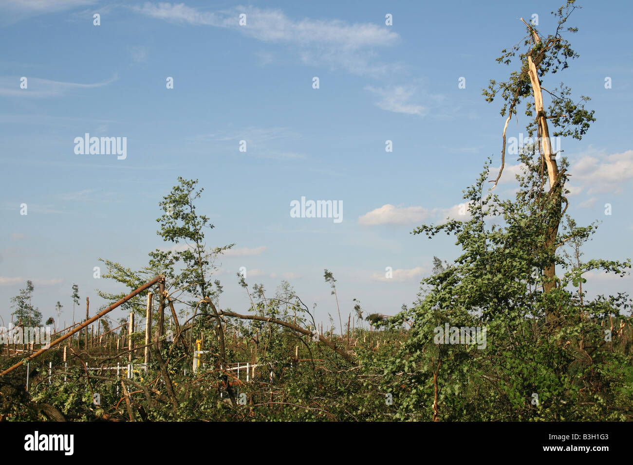 Foresta di Kalina villaggio vicino Herby appiattito da vento violento nel mese di agosto 2008. La Polonia. Foto Stock