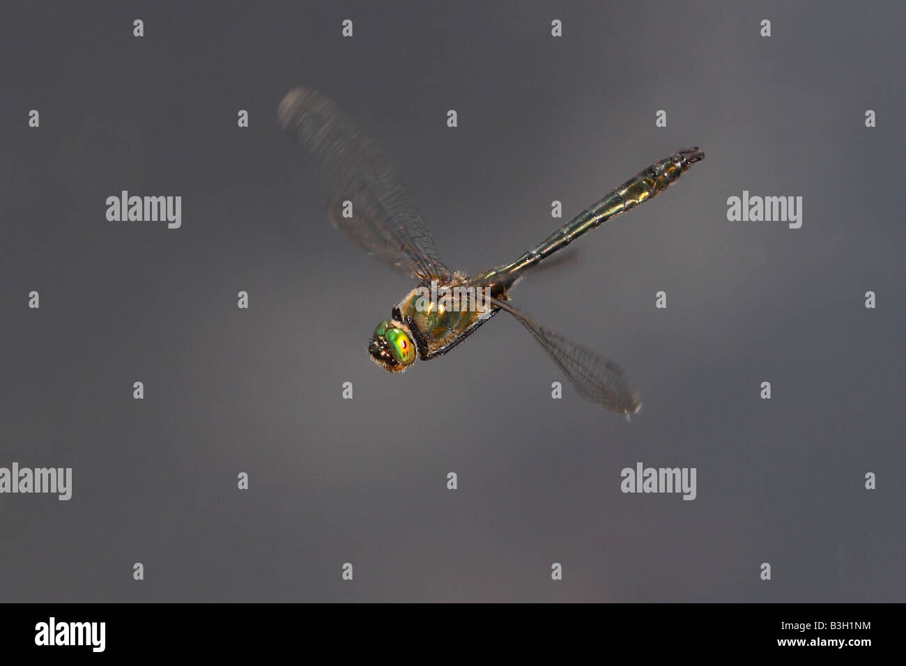 Roverella libellula smeraldo in volo Foto Stock