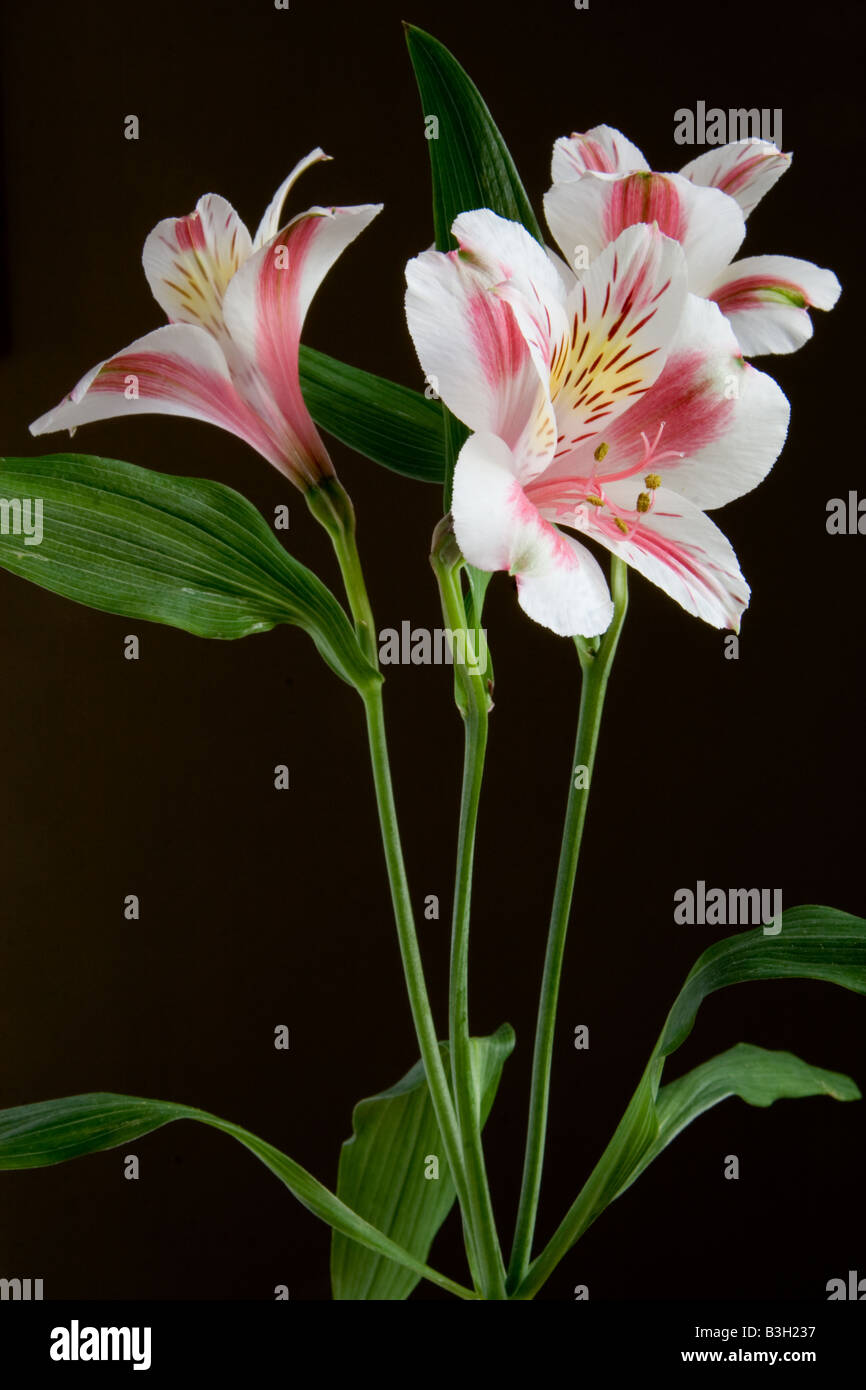 Tre Inca Lily fiori (cultivar Alstroemeria) in formato ritratto - sfondo scuro e il lato illuminato Foto Stock