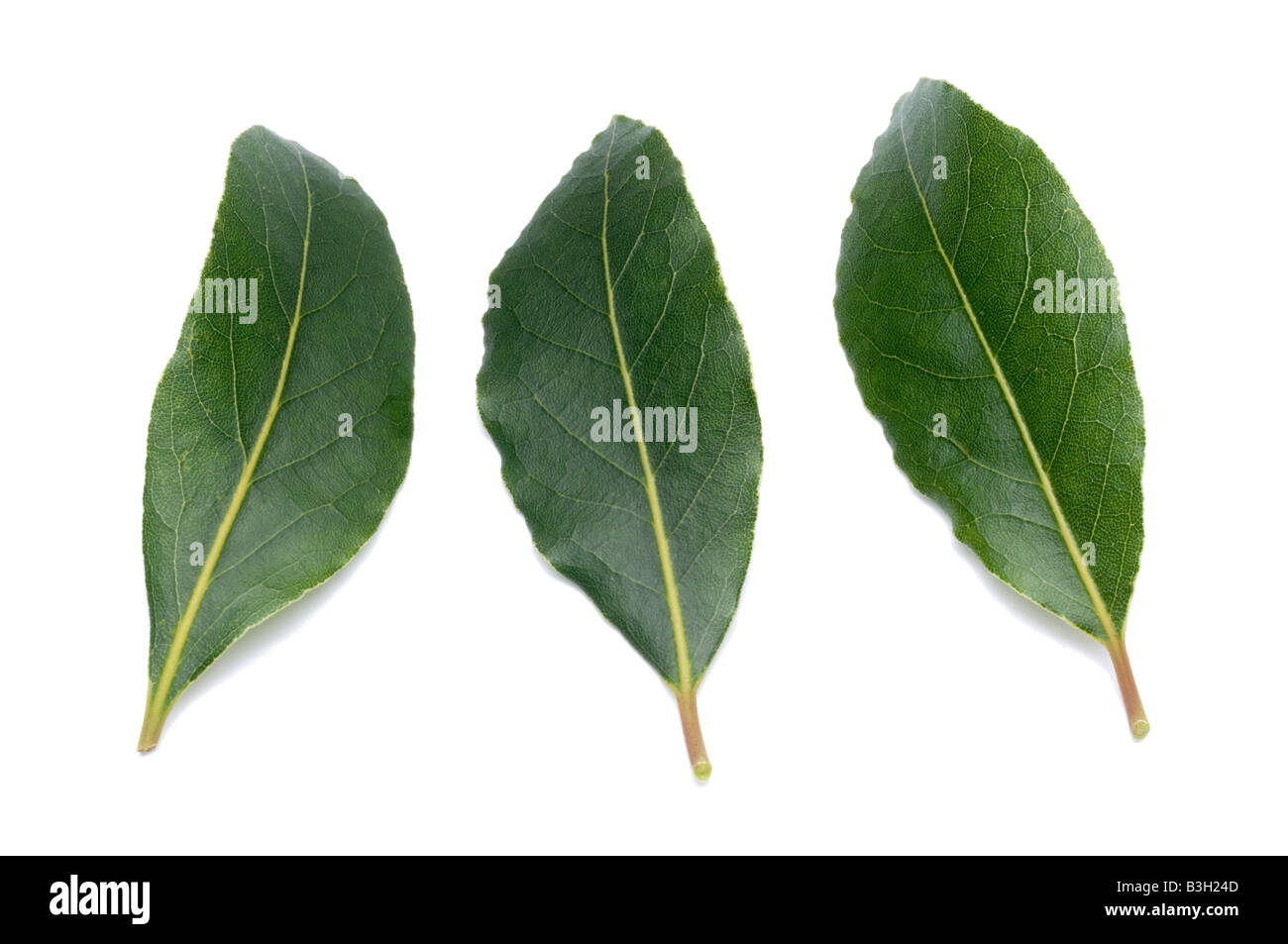 3 foglie di alloro Foto Stock