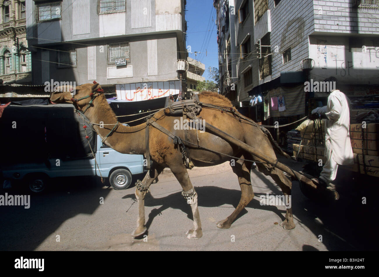 Un carro trainato da cammello passa attraverso la città vecchia area di mercato di Karachi, Pakistan. Foto Stock