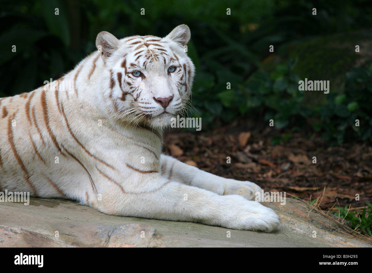 Tigre bianca Foto Stock