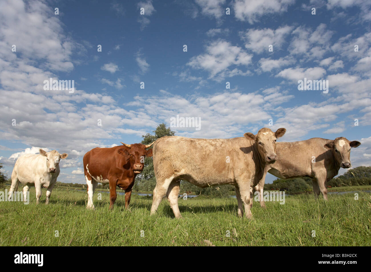 Bovini su terra comune a Fagnes, East Anglia Foto Stock