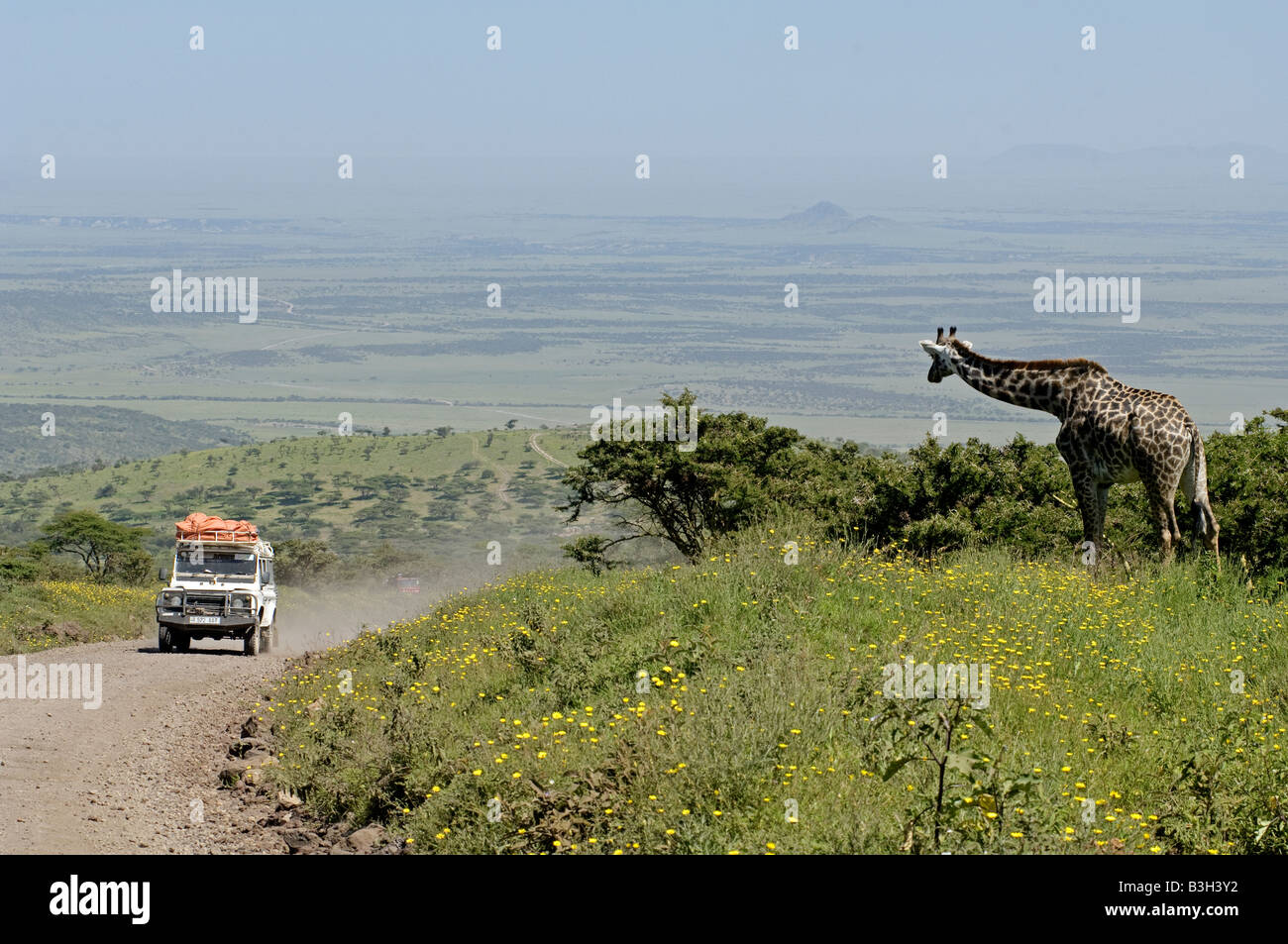 Alimentazione di giraffe curiosamente orologi passaggio di un Land Rover, strada dal Serengeti di Ngorongoro Conservation Area, Tanzania Foto Stock