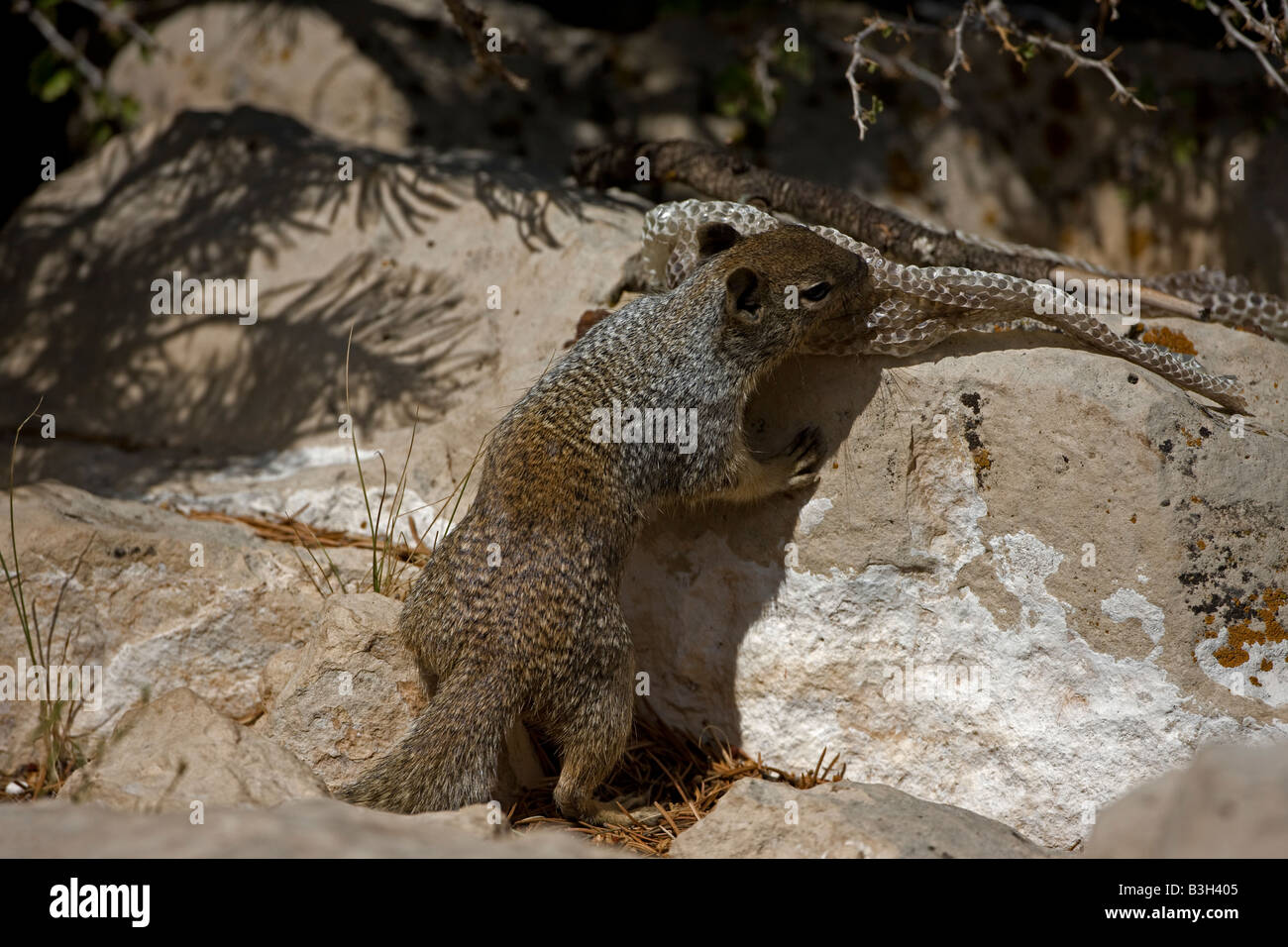 Scoiattolo Rock con pelle di serpente (Spermophilus variegatus) - Arizona USA Foto Stock