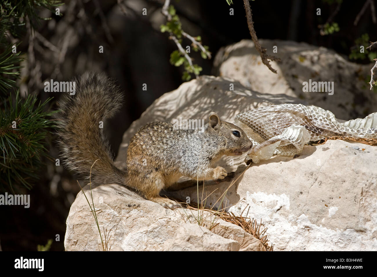 Scoiattolo Rock con pelle di serpente (Spermophilus variegatus) - Arizona USA Foto Stock