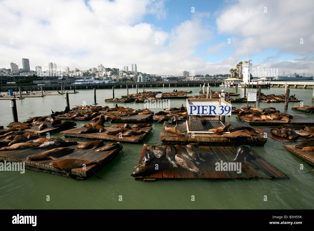 I leoni di mare presso il Molo 39 in San Francisco Foto Stock