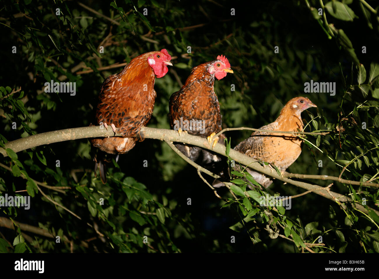 Tre polli ruspanti sono ' appollaiati in alberi lontano dal pericolo di un attacco di fox Normandia Francia Foto Stock