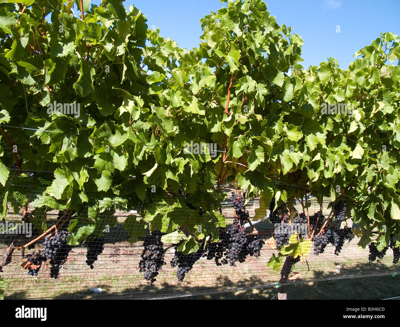 I grappoli di ripe cabernet sauvignon vino rosso uva che cresce su vite grapevine a Te Mata vigna immobiliare Hawkes Bay Nuova Zelanda Foto Stock