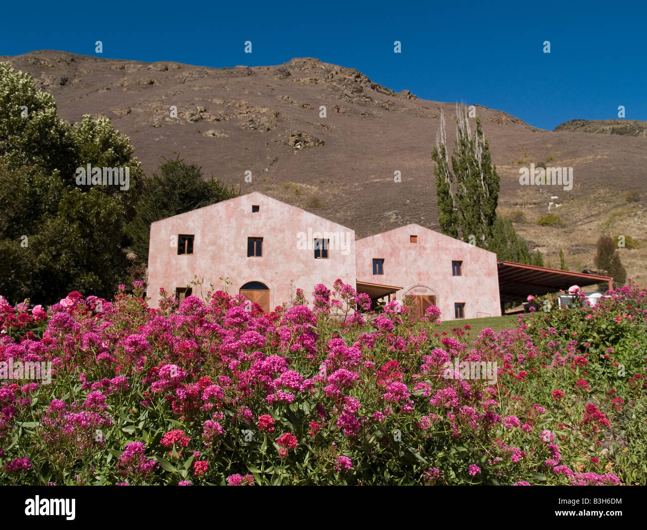 Chard Cantina Fattoria di Central Otago Nuova Zelanda Foto Stock