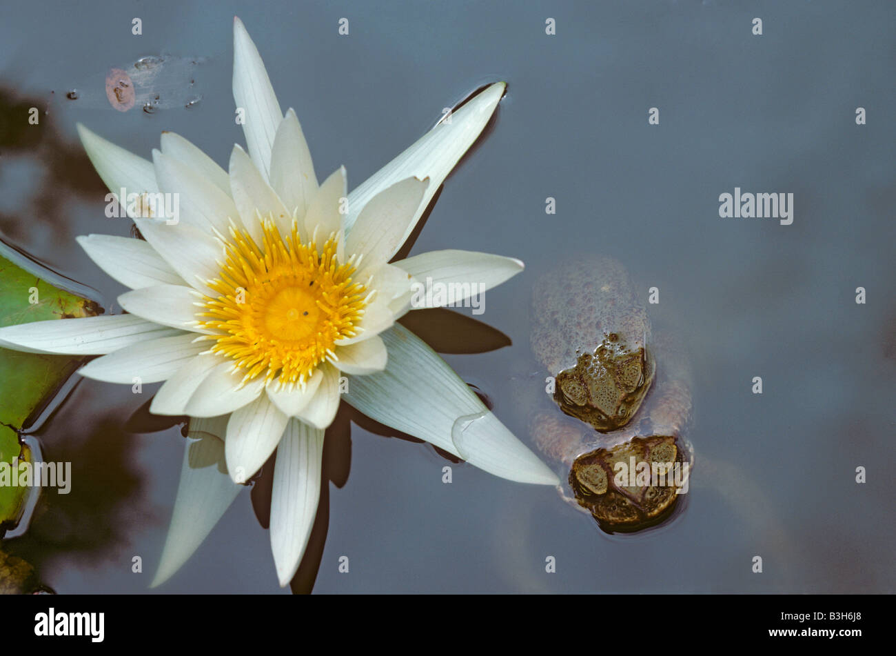 Bufo marinus marina gigante o canna rospi abbinamento e giglio di acqua Foto Stock