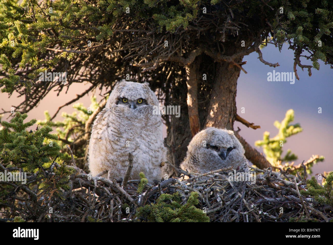 Nido Di Gufi Immagini E Fotos Stock Alamy