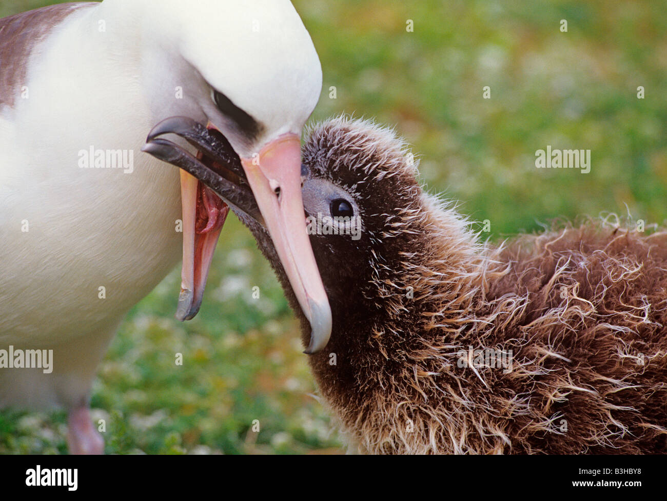 Laysan albatross o gooney bird Diomedea immutabilis regurgitating cibo per sfamare pulcino atollo di Midway Pacific può Foto Stock
