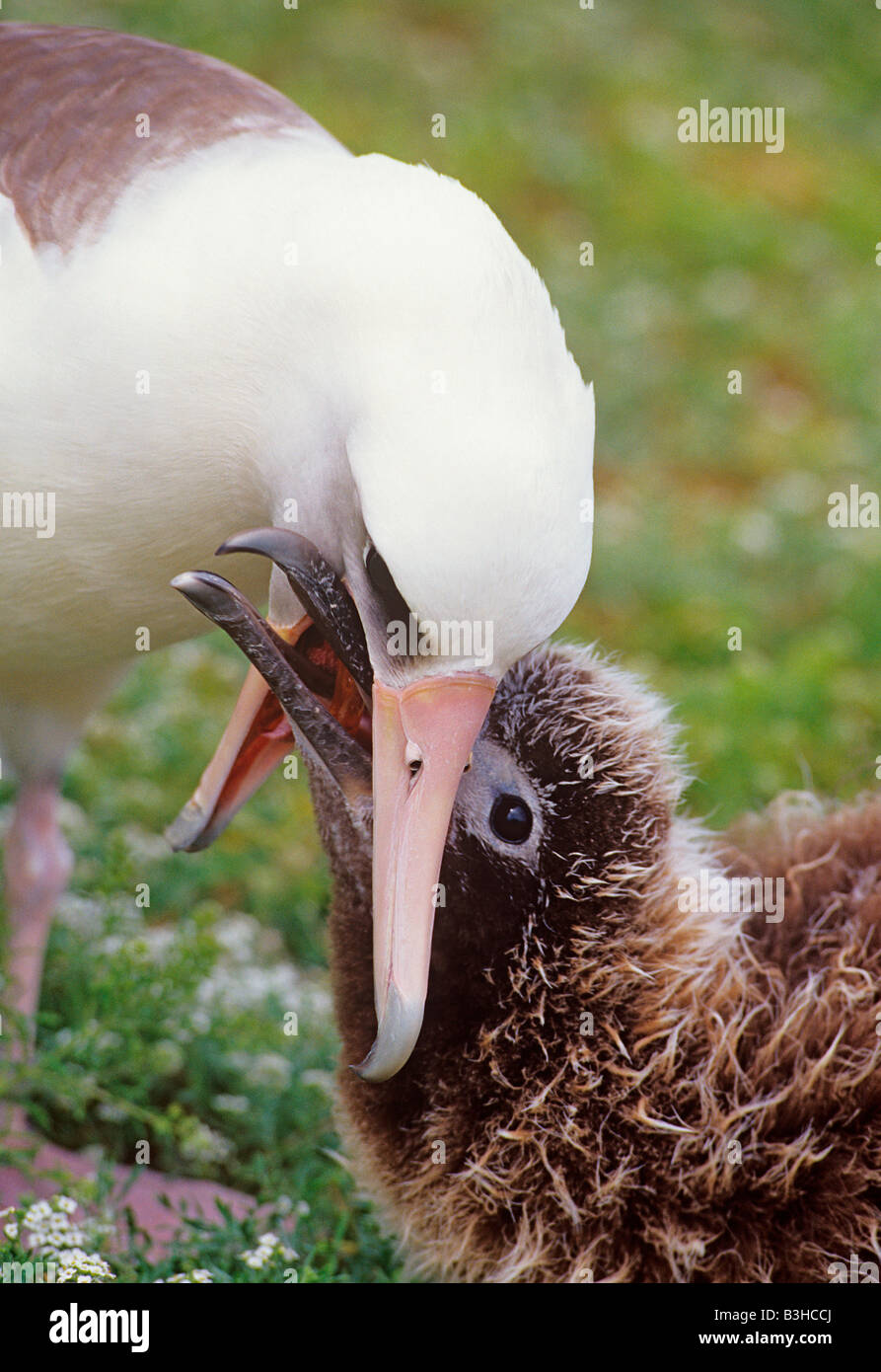 Laysan albatross o gooney bird Diomedea immutabilis regurgitating cibo per sfamare pulcino atollo di Midway Pacific può Foto Stock