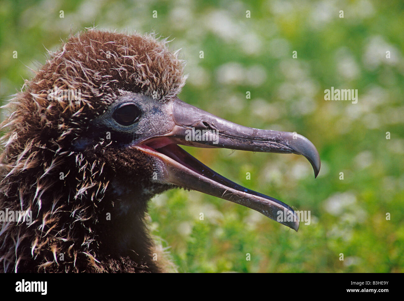 Laysan albatross o gooney bird Diomedea immutabilis chick ansimando su una calda giornata atollo di Midway Pacific può Foto Stock