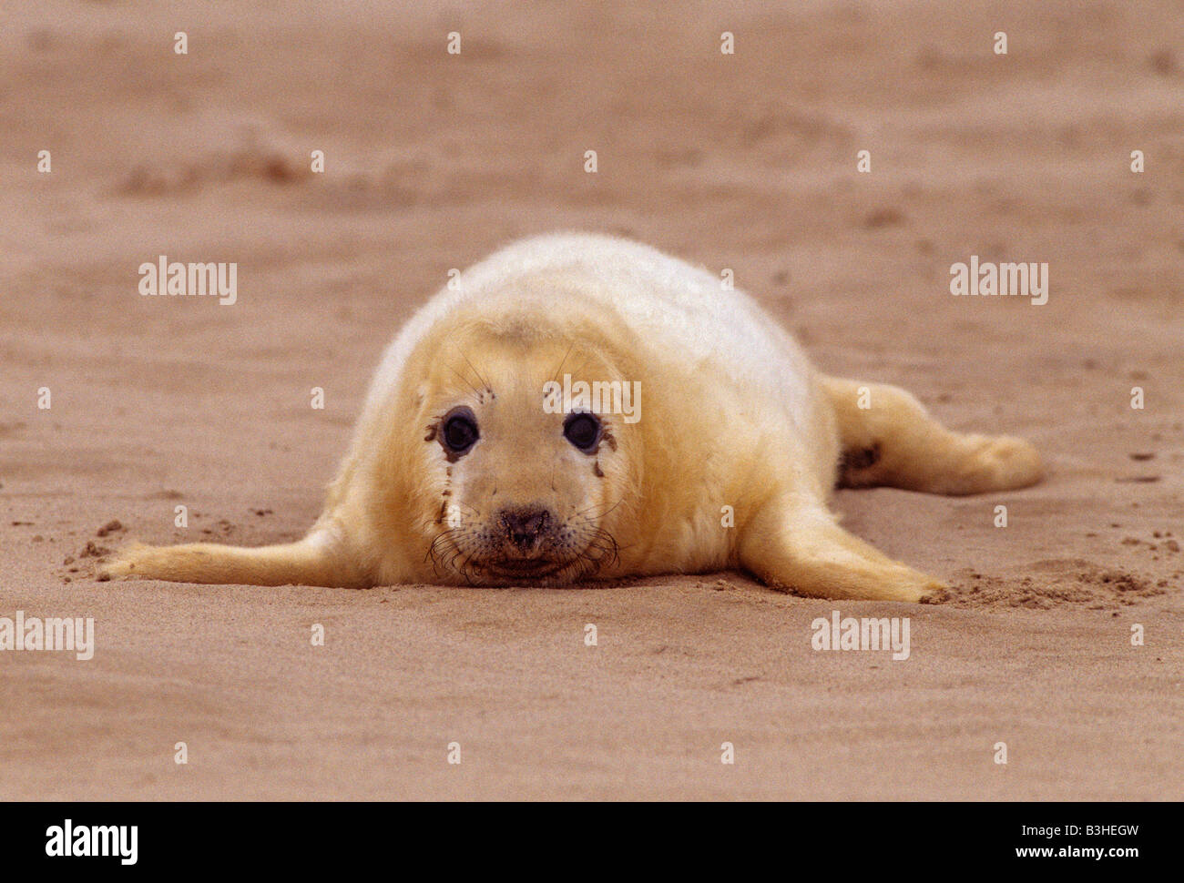 Grigio o guarnizione atlantico pup Halichoerus grypus atlanticus costa orientale della Gran Bretagna la crema nascita rivestire ricoperto di sabbia Foto Stock