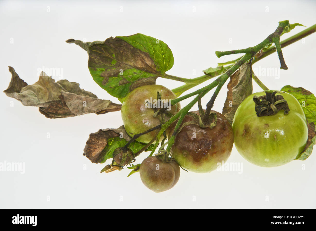 Il pomodoro batterico è causata dal fungo Phytophthora infestans devestates pomodoro e colture di patate Foto Stock