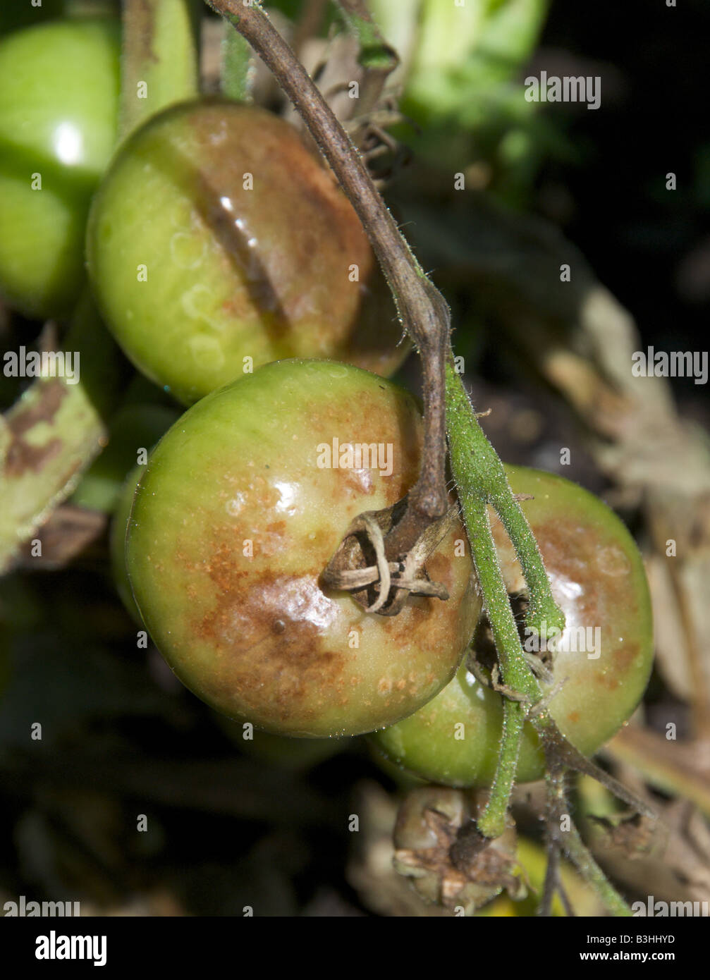 Il pomodoro batterico è causata dal fungo Phytophthora infestans devestates pomodoro e colture di patate Foto Stock