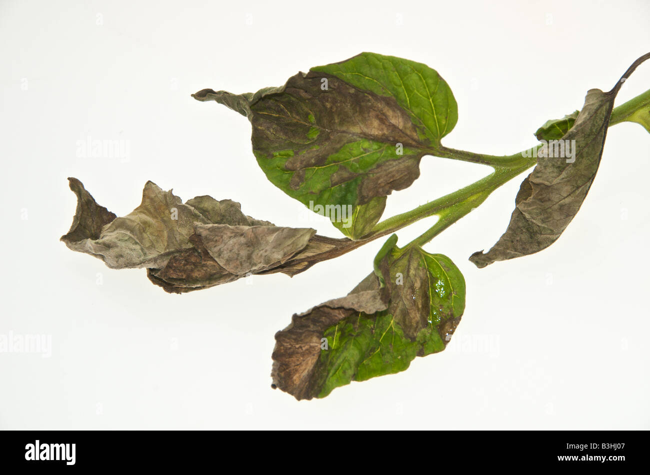 Il pomodoro batterico è causata dal fungo Phytophthora infestans devestates pomodoro e colture di patate Foto Stock