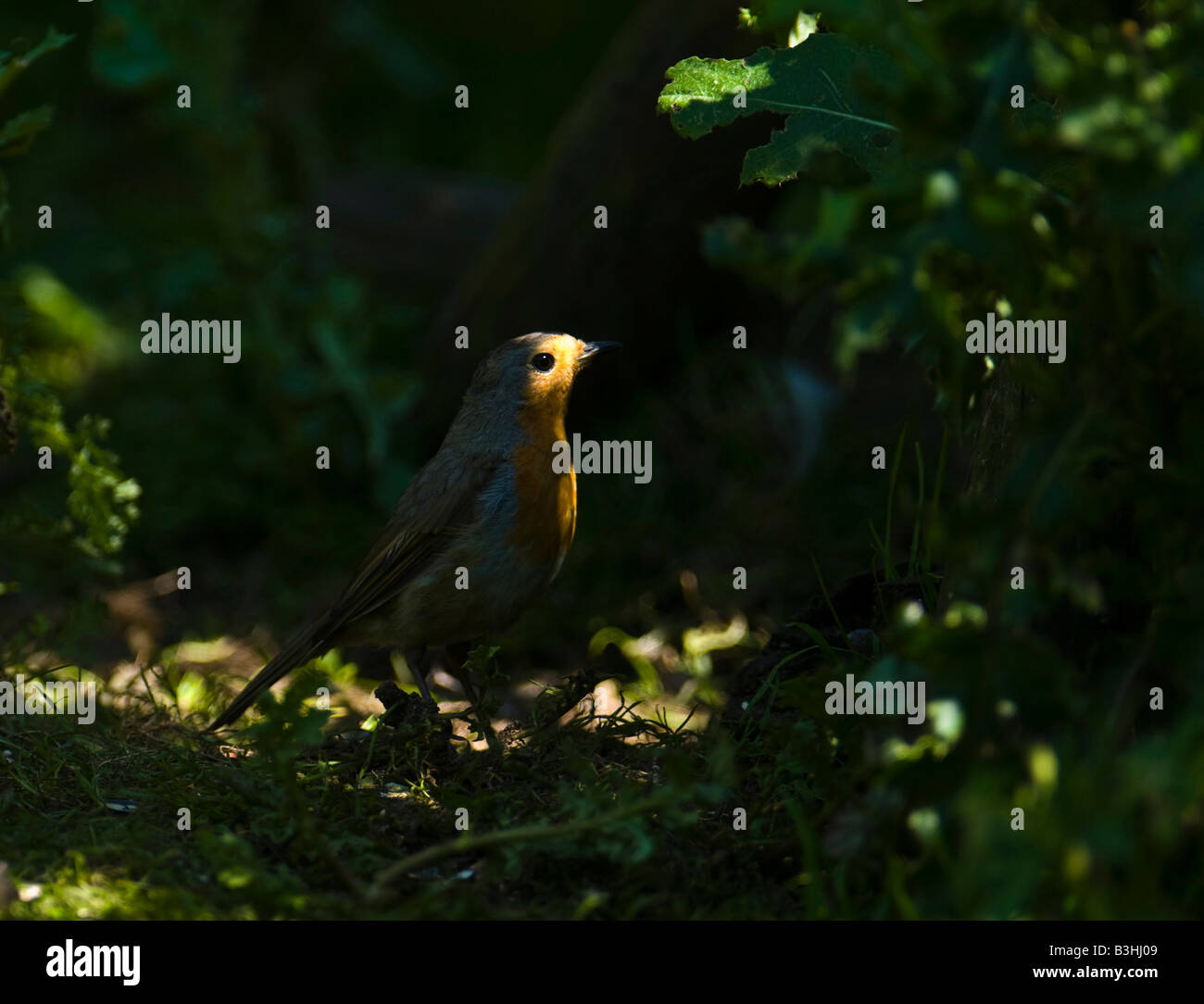 Robin maschio ad alta illuminata in un fascio di luce del sole che filtra attraverso il sottobosco. Foto Stock