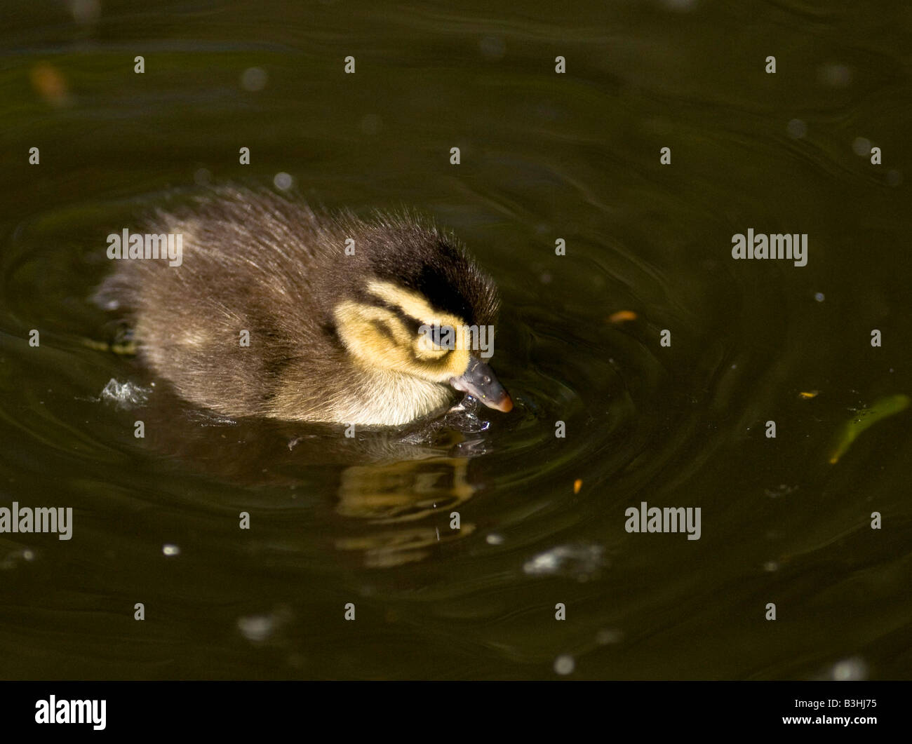 Mallard chick nuotare in un fiume in cerca di cibo. Foto Stock