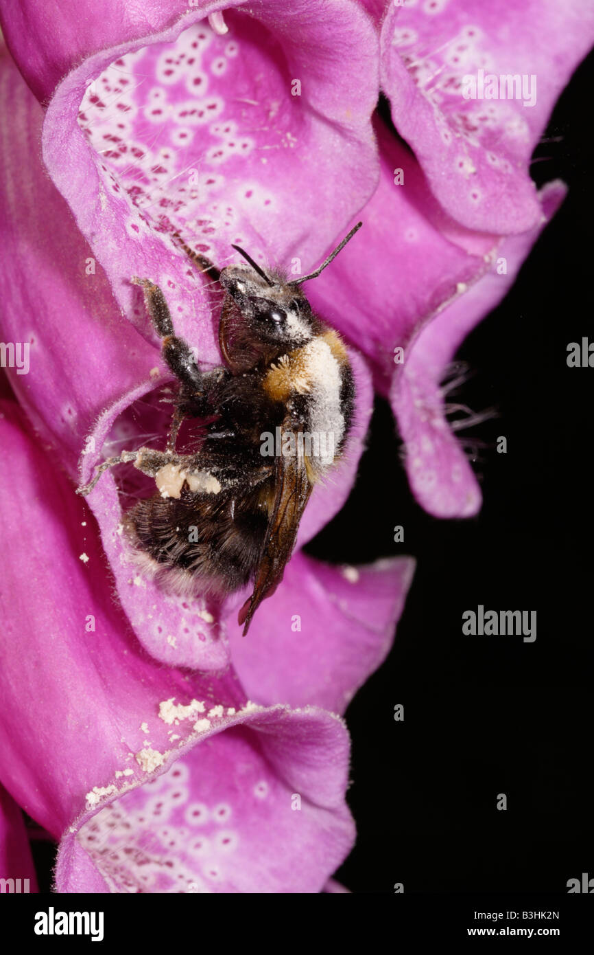 Buff tailed Bumble Bee Bombus terrestris appeso su un fiore foxglove per spolverare il polline che lei ha appena prelevato REGNO UNITO Foto Stock