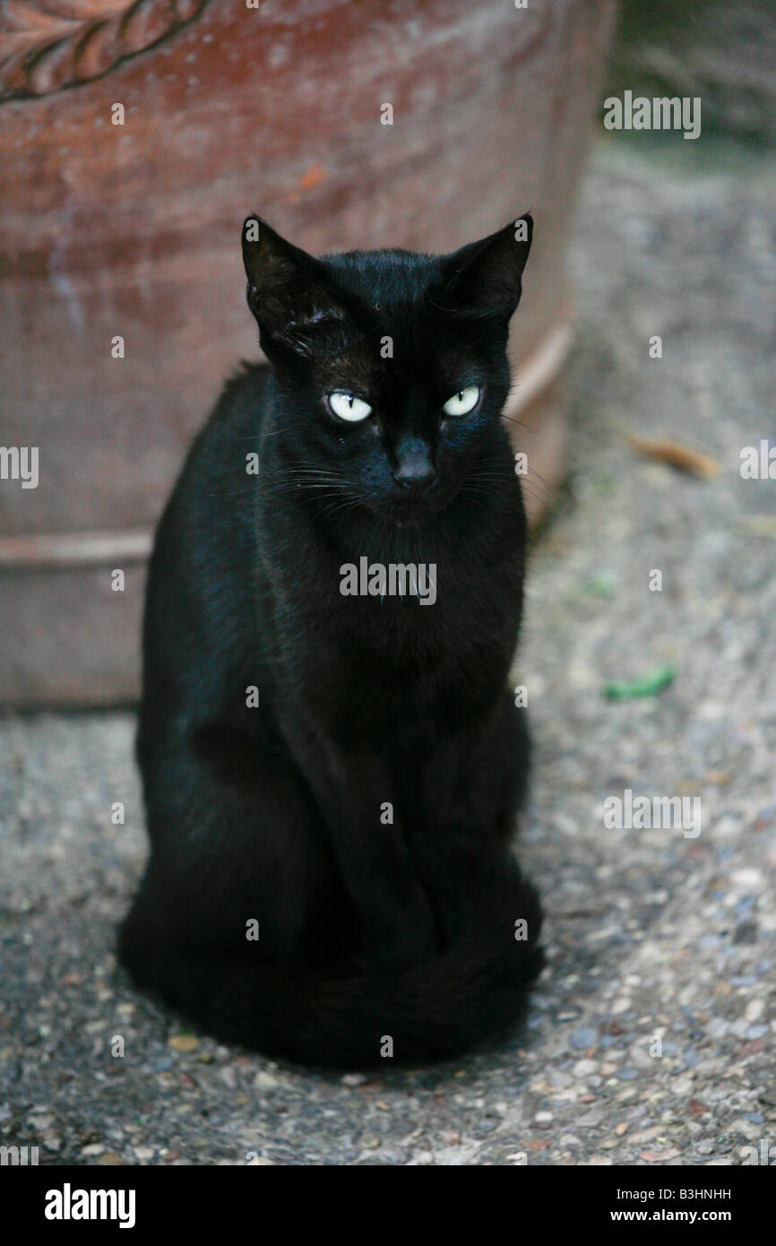 Gatto nero in piedi per esterno Foto Stock