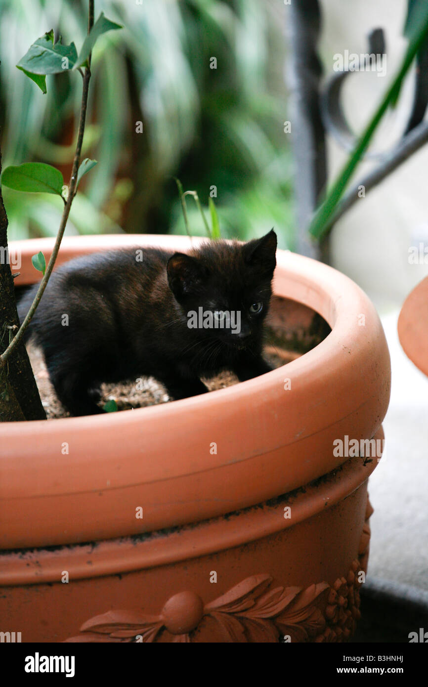 Piccolo gatto nero a giocare all'aperto Foto Stock