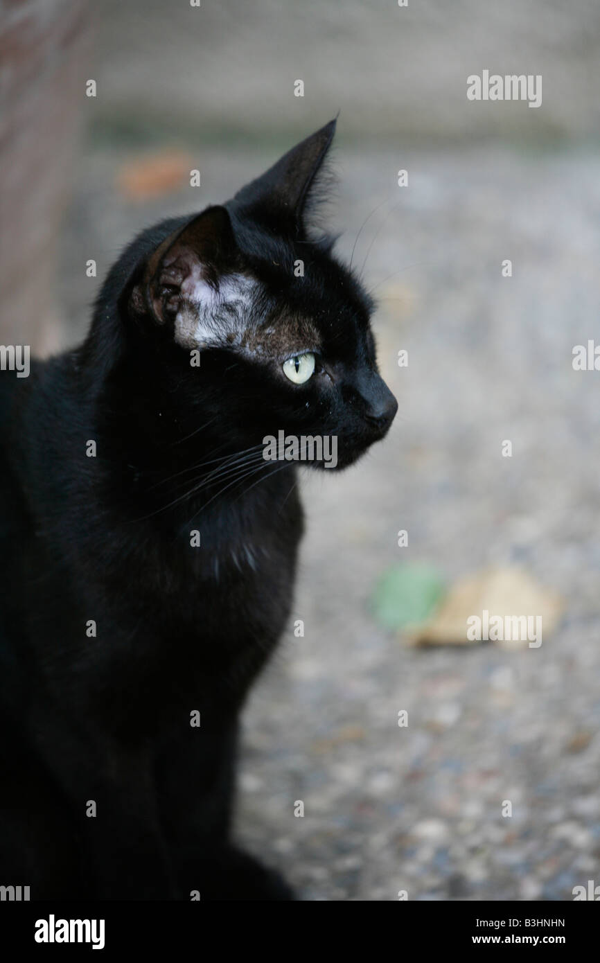 Gatto nero in piedi per esterno Foto Stock