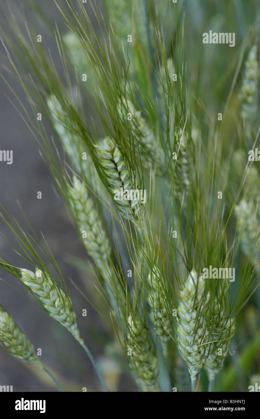 Emmer (Triticum dicoccon Schrank) Foto Stock