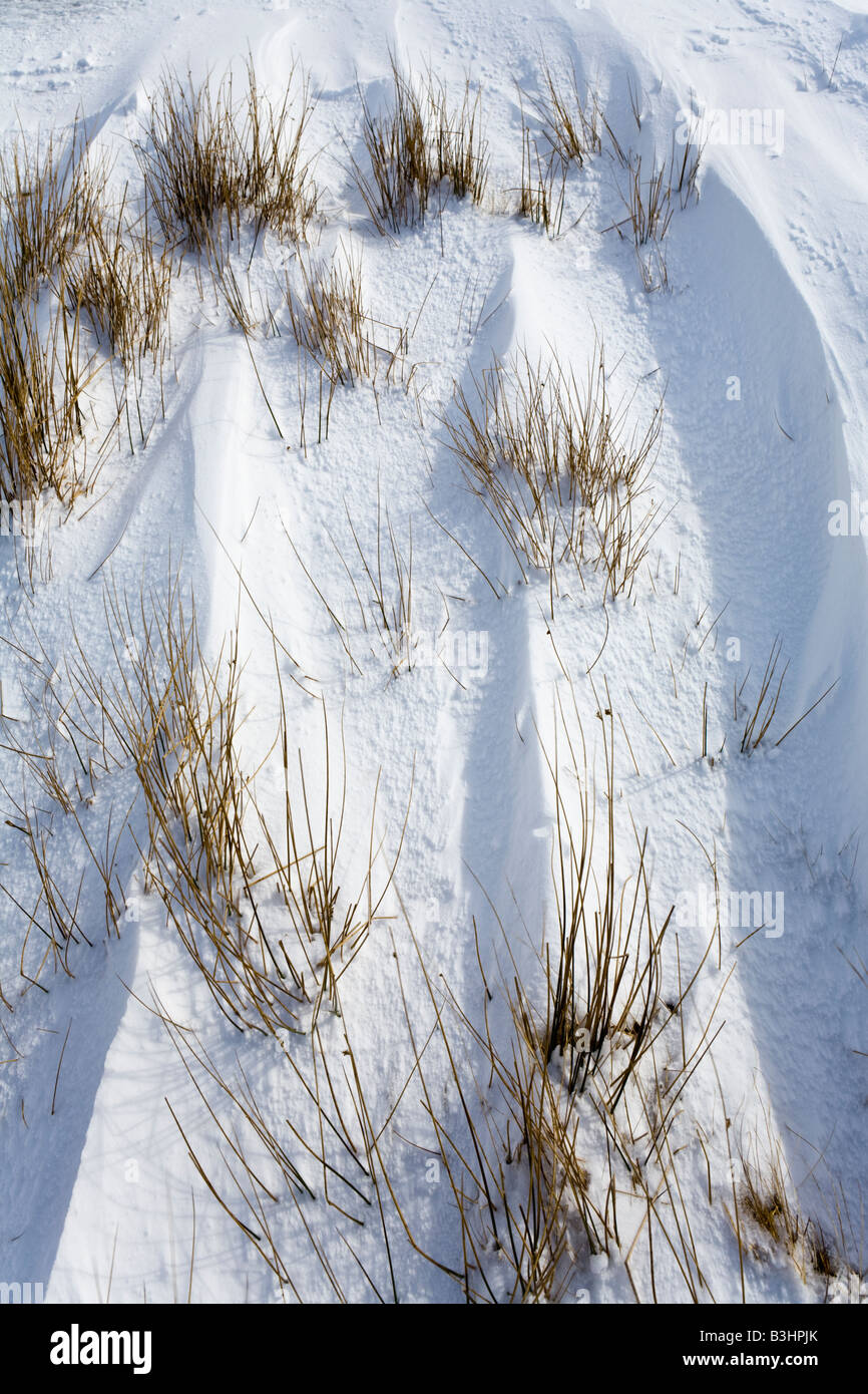Canne che mostra attraverso il vento la neve soffiata in Glen Clunie, a sud di Braemar, Aberdeenshire, Scozia Foto Stock