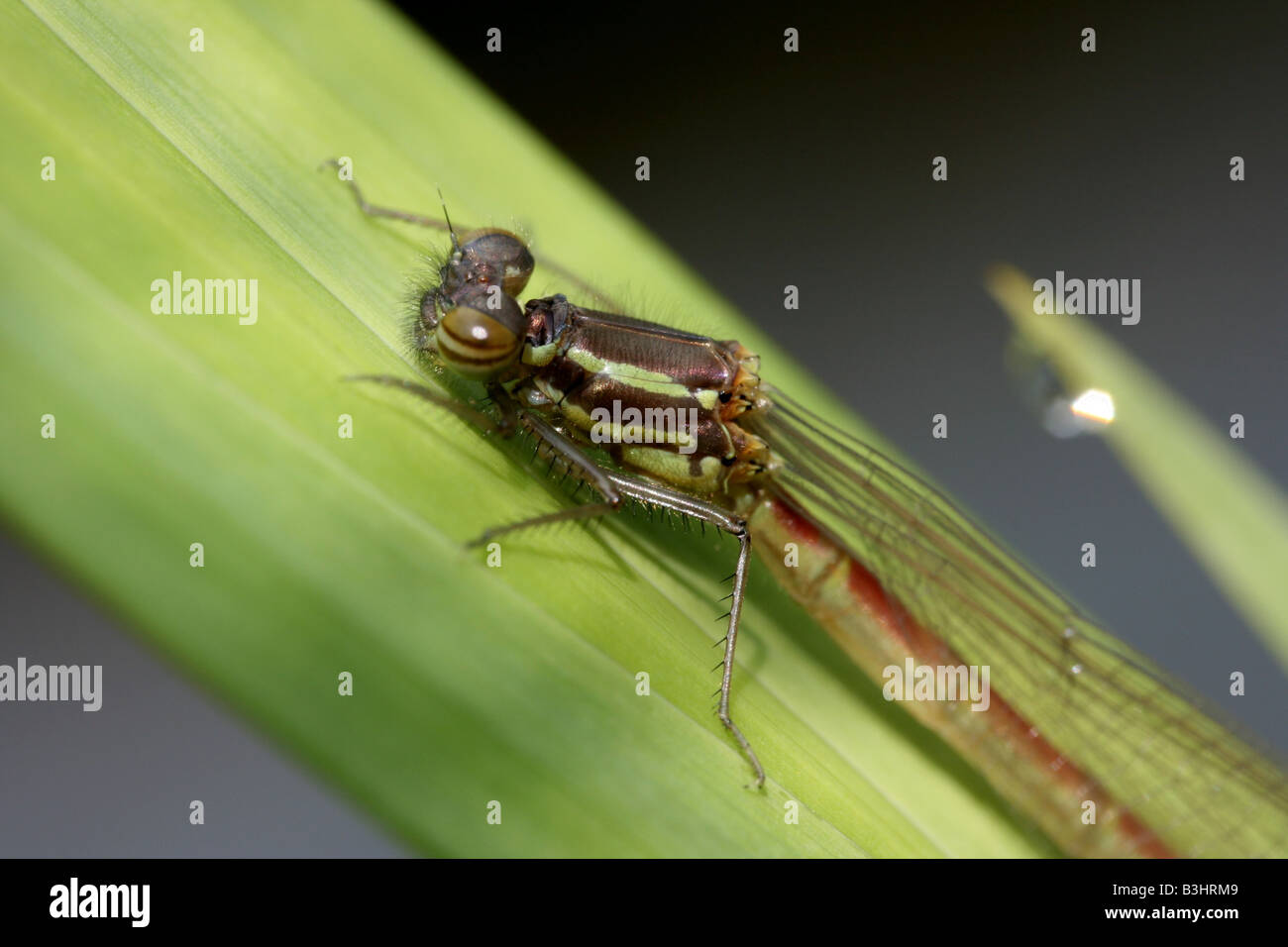 Grandi damselfly rosso Foto Stock