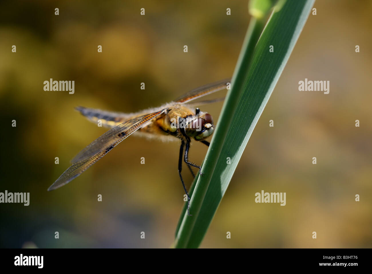 libellula Foto Stock