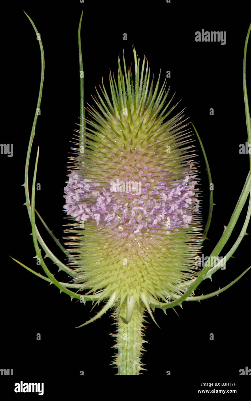 Teasel Dipsacus fullonum con un singolo whorl di fiori aperti su flowerhead spinoso Foto Stock