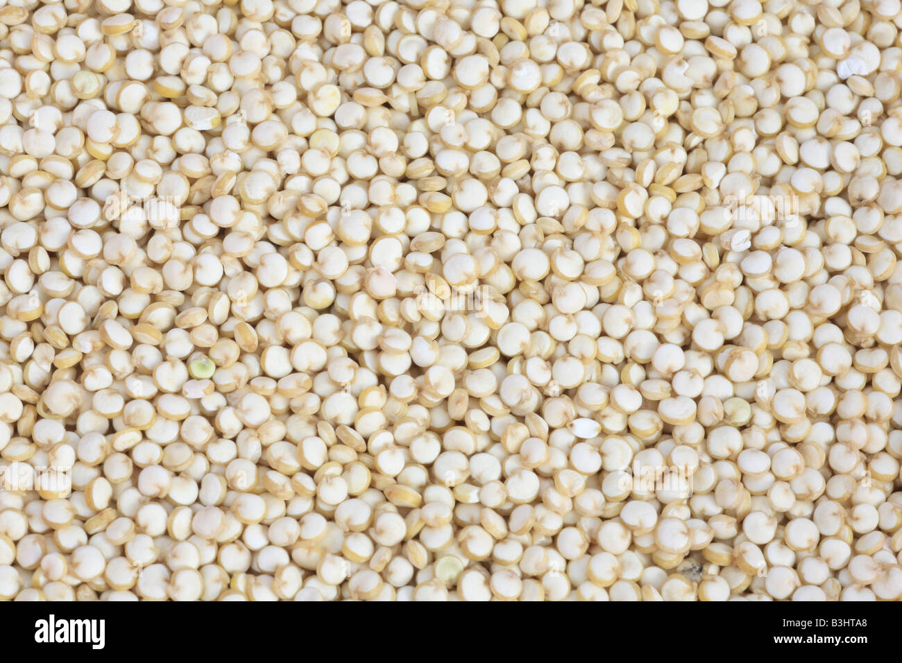 La quinoa, Chenopodium quinoa, quinoa Foto Stock