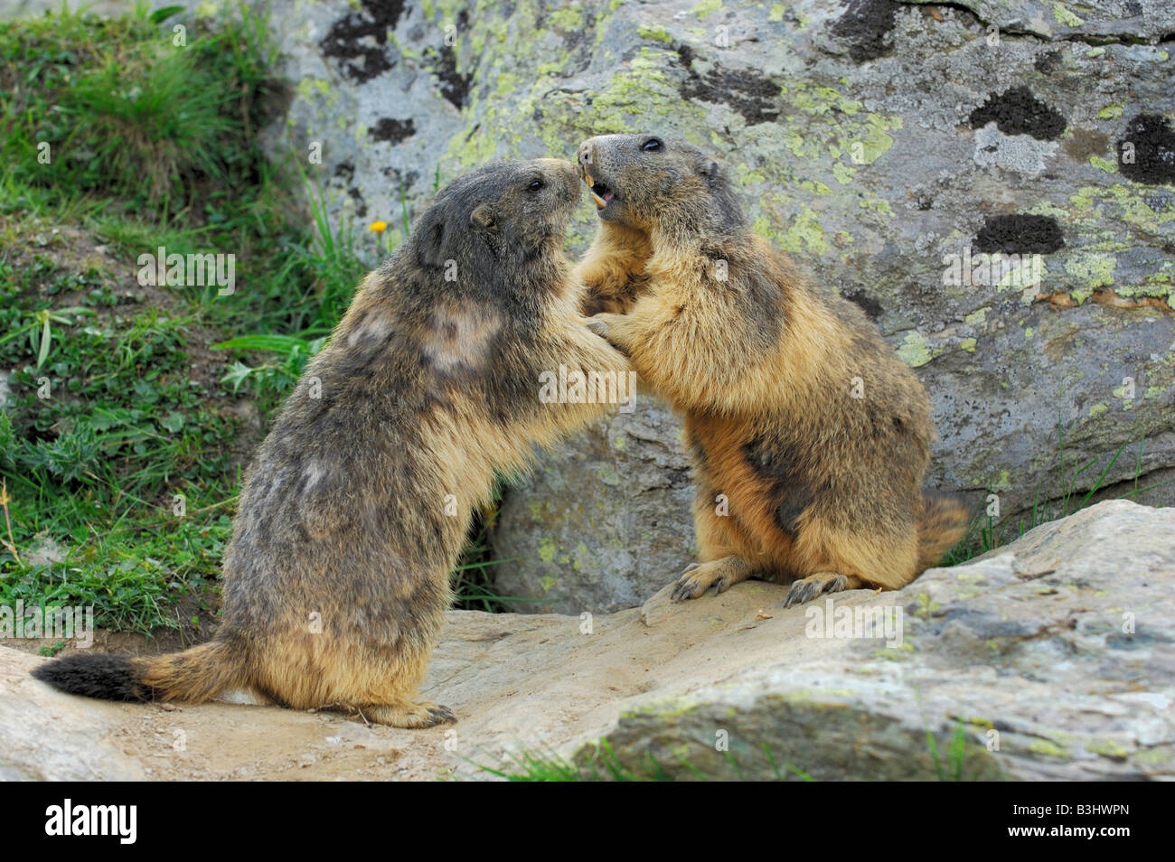 Alpine marmotta (Marmota marmota), adulti giocando, Saas fee, Vallese, Svizzera Foto Stock