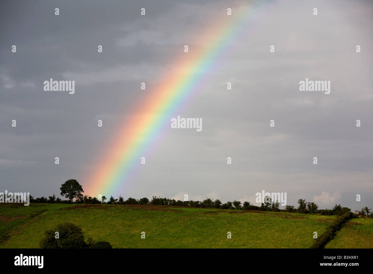 Albero alla fine dell'arcobaleno contro il grigio scuro cielo sopra il verde dei campi irlandese Foto Stock