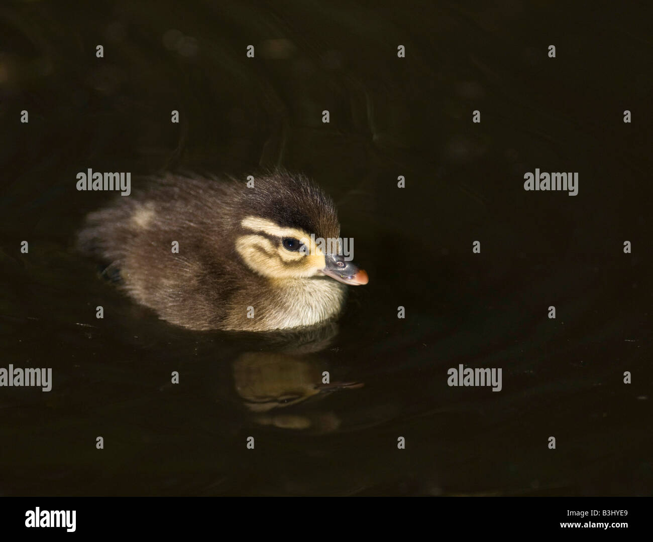 Mallard chick nuotare in un fiume in cerca di cibo. Foto Stock